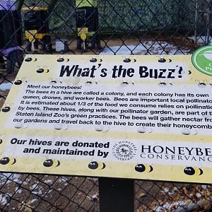 Staten Island Zoo - Bees