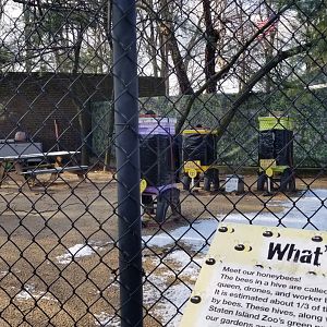 Staten Island Zoo - Bees