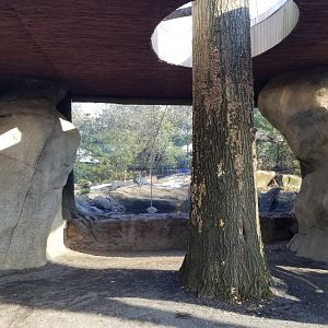 Staten Island Zoo - Amur leopard exhibit