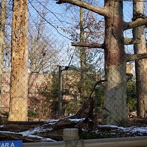 Staten Island Zoo - Amur leopard exhibit