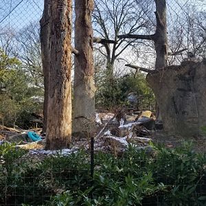 Staten Island Zoo - Amur leopard exhibit