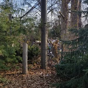 Staten Island Zoo - Amur leopard stretching