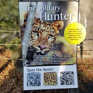 Staten Island Zoo - Amur leopard exhibit