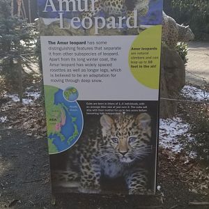 Staten Island Zoo - Amur leopard exhibit
