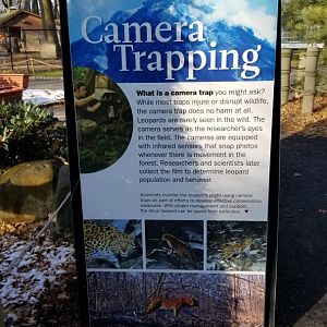 Staten Island Zoo - Amur leopard exhibit