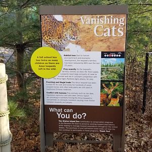 Staten Island Zoo - Amur leopard exhibit