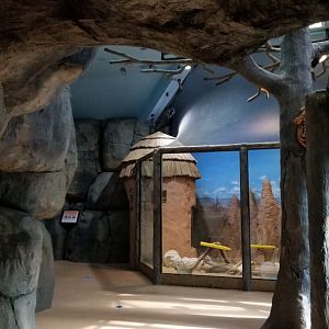 Staten Island Zoo - Inside building entrance, meerkats