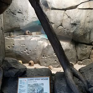 Staten Island Zoo - Cairo spiny mice