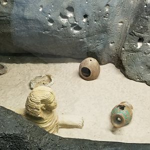 Staten Island Zoo - Cairo spiny mice