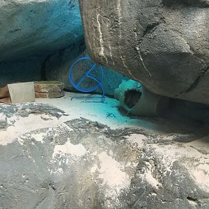 Staten Island Zoo - Cairo spiny mice