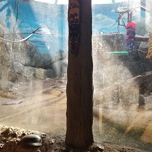 Staten Island Zoo - Klipspringer, ring-tailed lemur