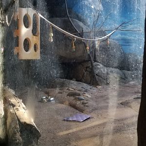 Staten Island Zoo - Klipspringer, ring-tailed lemur