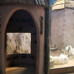 Staten Island Zoo - Meerkats