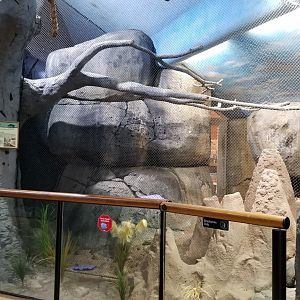 Staten Island Zoo - Fennec foxes