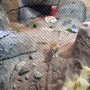 Staten Island Zoo - Fennec foxes (very friendly!)