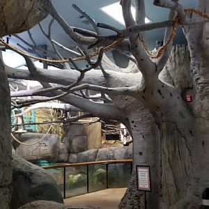 Staten Island Zoo - Black & white ruffed lemurs