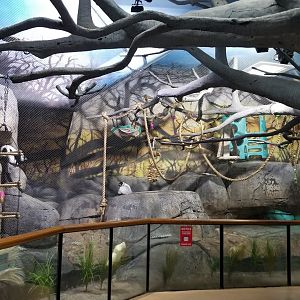 Staten Island Zoo - Black & white ruffed lemurs