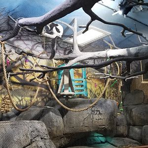 Staten Island Zoo - Black & white ruffed lemurs