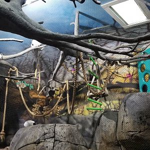 Staten Island Zoo - Black & white ruffed lemurs