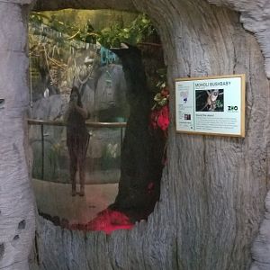 Staten Island Zoo - Mohol bushbaby