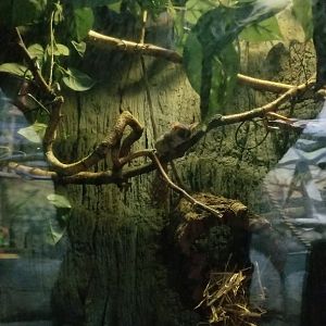 Staten Island Zoo - Mohol bushbaby