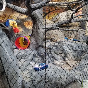 Staten Island Zoo - Servals