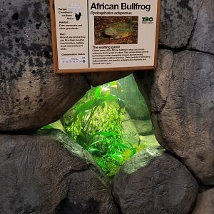 Staten Island Zoo - African bullfrog