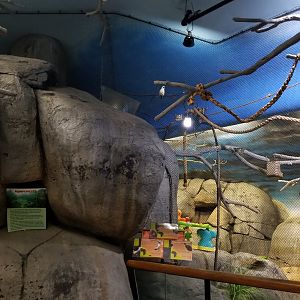 Staten Island Zoo - Rodrigues fruit bat, kenyan crested guineafowl, white-headed buffalo weaver