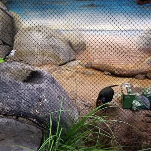 Staten Island Zoo - Kenyan crested guineafowl, white-headed buffalo weaver