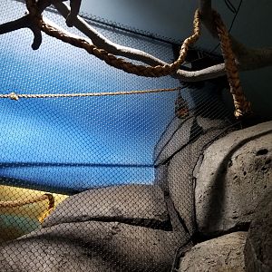 Staten Island Zoo - Rodrigues fruit bat
