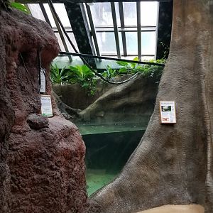 Staten Island Zoo - Red-bellied pacu, silver gar, spotted raphael catfish, banded leporinus