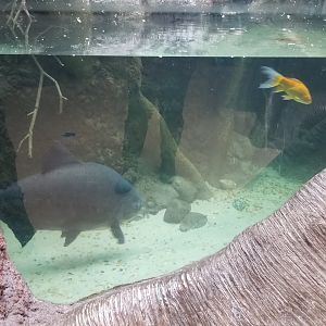 Staten Island Zoo - Red-bellied pacu, unknown fish