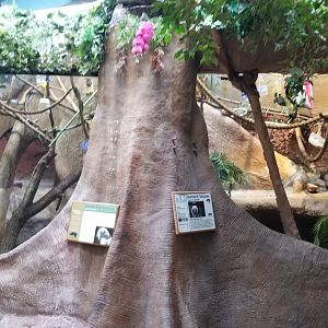 Staten Island Zoo - Tamarins