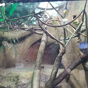 Staten Island Zoo - Cotton-top tamarin