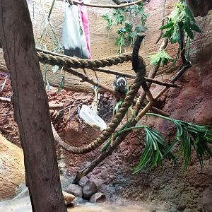 Staten Island Zoo - Emperor tamarin