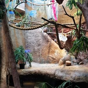Staten Island Zoo - Emperor tamarin exhibit