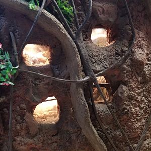 Staten Island Zoo - Insect exhibits built into wall