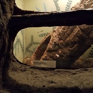 Staten Island Zoo - Example of insect exhibit, bullshead cockroach