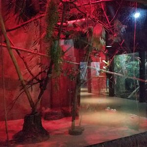 Staten Island Zoo - Feathertail gliders