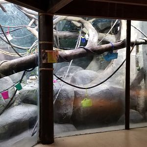 Staten Island Zoo - Black-handed spider monkey