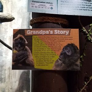 Staten Island Zoo - Black-handed spider monkey sign