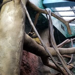 Staten Island Zoo - Black-handed spider monkey