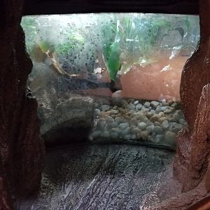 Staten Island Zoo - Poison dart frogs