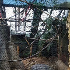 Staten Island Zoo - Keel-billed toucan