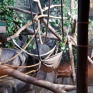 Staten Island Zoo - Fossa exhibit