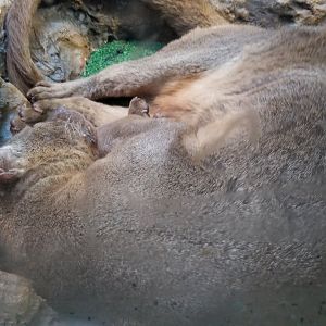 Staten Island Zoo - Fossa
