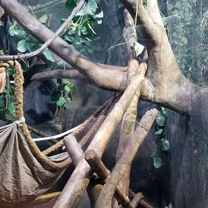 Staten Island Zoo - Fossa exhibit