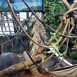 Staten Island Zoo - Fossa exhibit, keel-billed toucan