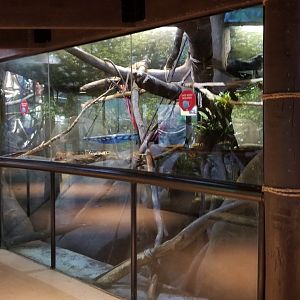 Staten Island Zoo - Binturongs