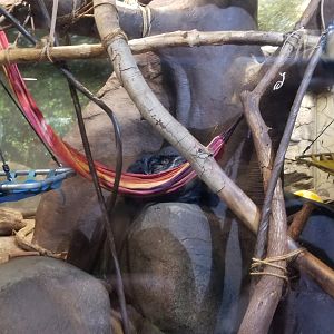 Staten Island Zoo - Binturongs